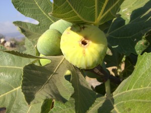 مطش د إيفرقاس