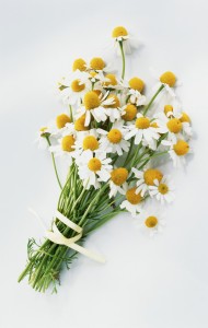 للبابونج - ئسافارن نـ توسارين  - إستعمالات طبية كثيرة