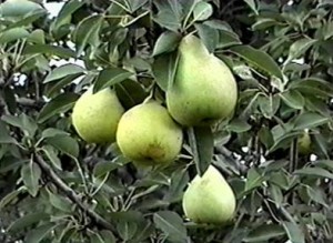 pears_1_l أجاص (أفاريس)